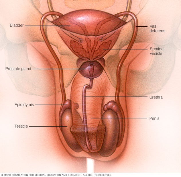 Исследования гормонов при мужском бесплодии