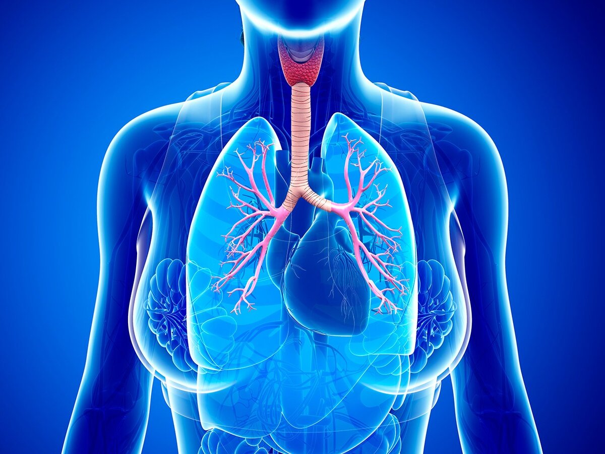 Приступ бронхиальной астмы, симптомы, что делать при приступе?