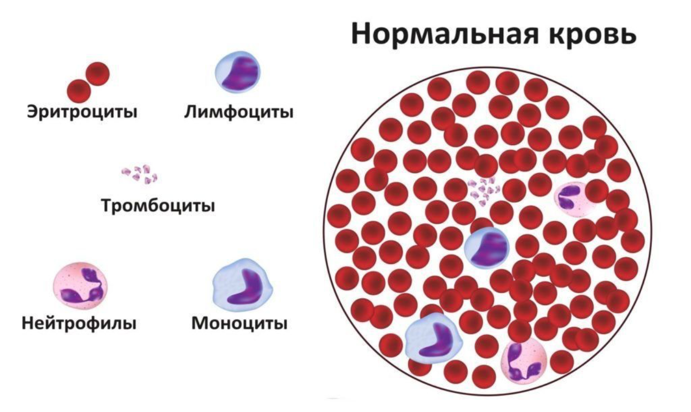 Как обозначаются лимфоциты в крови. Клетки крови человека лимфоциты. Клетки крови эритроциты лейкоциты тромбоциты рисунок. Лимфоциты в периферической крови норма. Клетки крови человека лейкоциты под микроскопом.